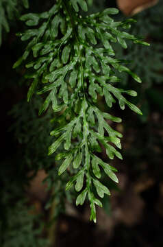 Plancia ëd Hymenophyllum caudiculatum var. productum (C. Presl) C. Chr.