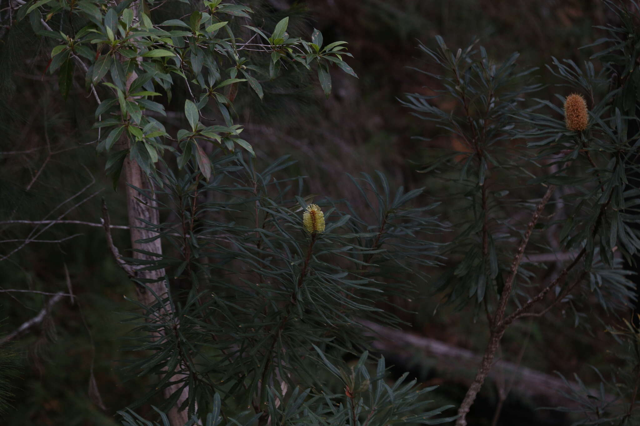 Image of northern banksia