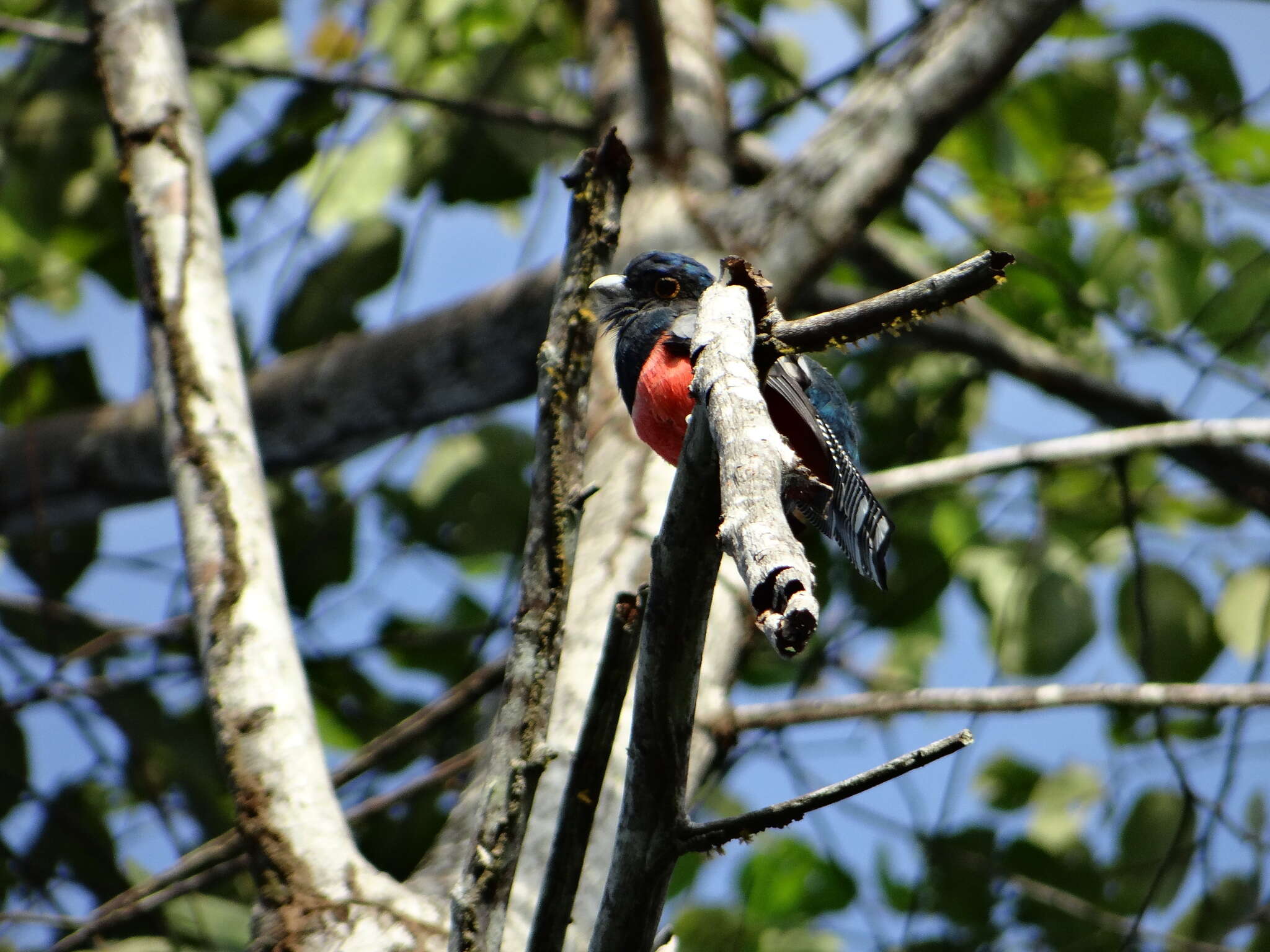 Image of Blue-crowned Trogon