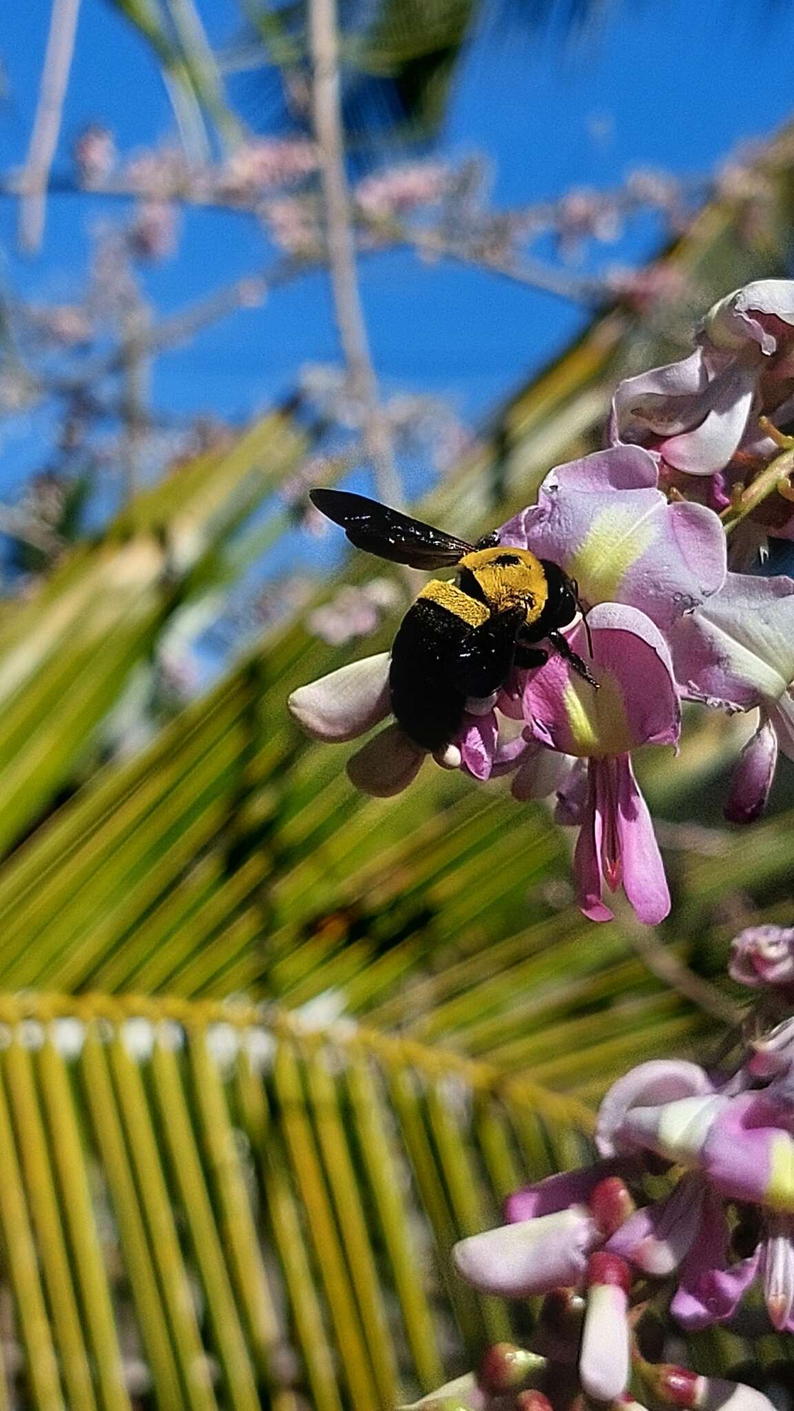 Plancia ëd Xylocopa calens Lepeletier 1841