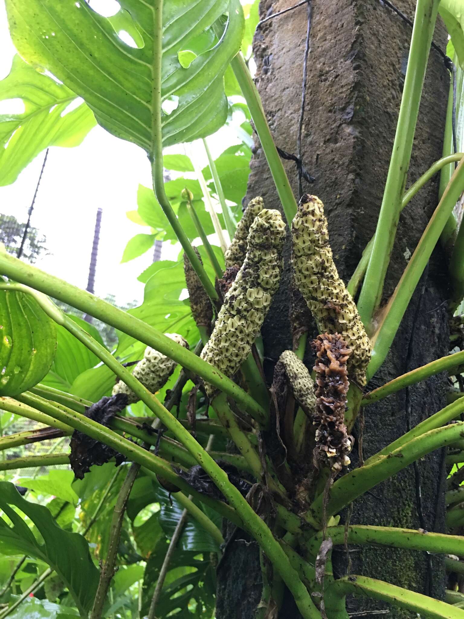 Monstera adansonii Schott resmi