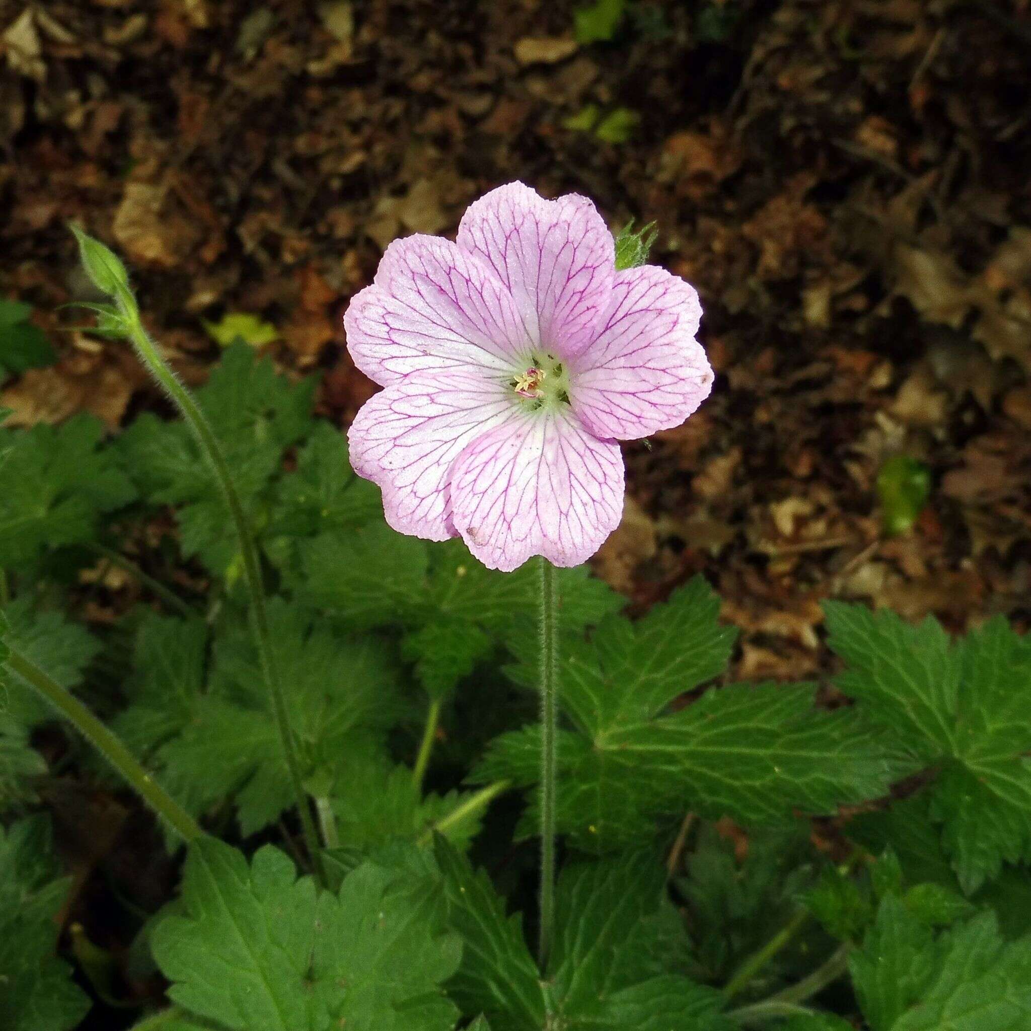 Image of <i>Geranium oxonianum</i>