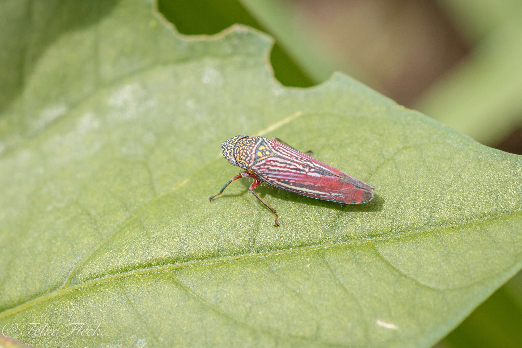 Image of Graphocephala punctulata (Signoret 1853)