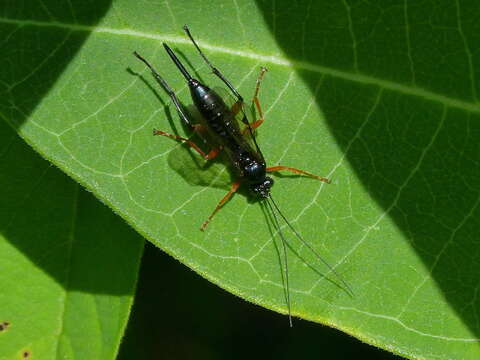 Image of Pimpla pedalis Cresson 1865