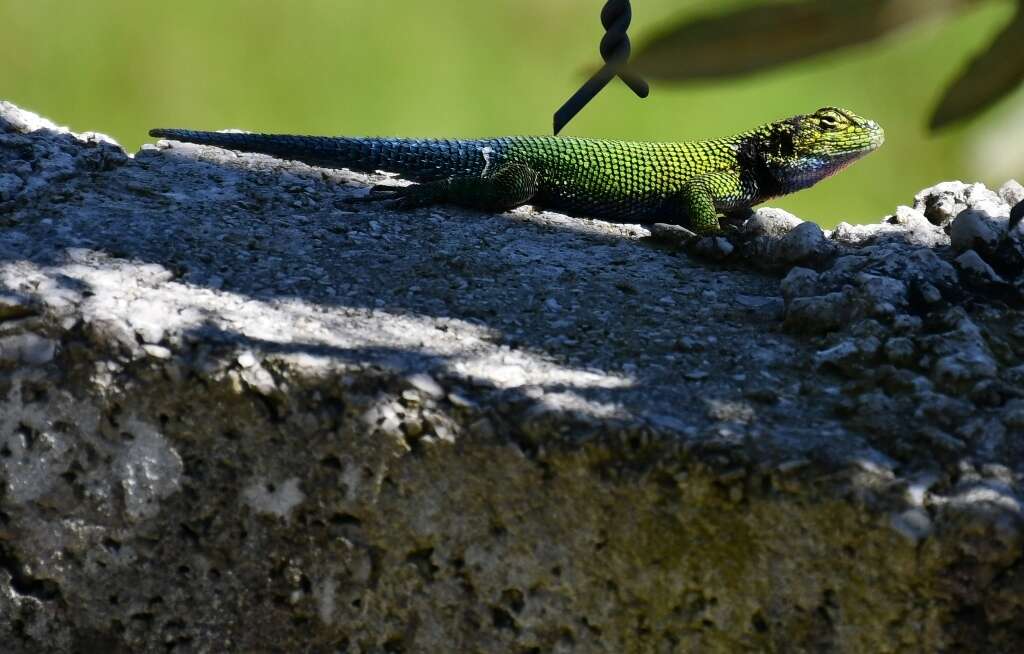 Image of Guatemalan Emerald Spiny Lizard