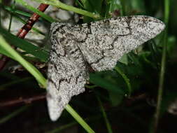 صورة Biston betularia parva Leech 1897