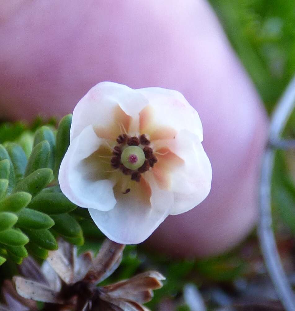 Imagem de Harrimanella stelleriana (Pall.) Coville