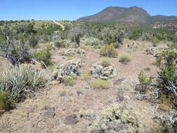 Слика од Cylindropuntia multigeniculata (Clokey) Backeb.