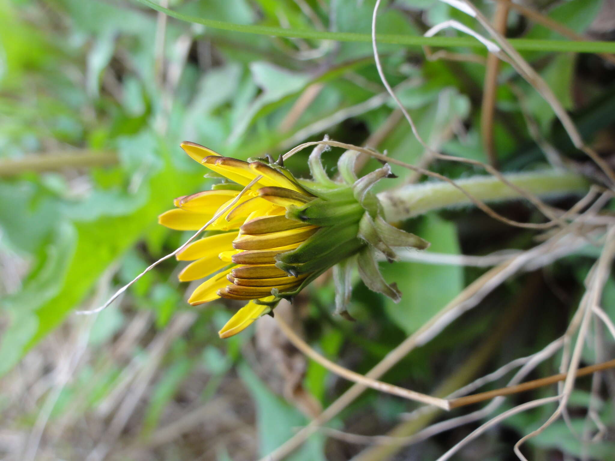 Image of Taraxacum mongolicum Hand.-Mazz.