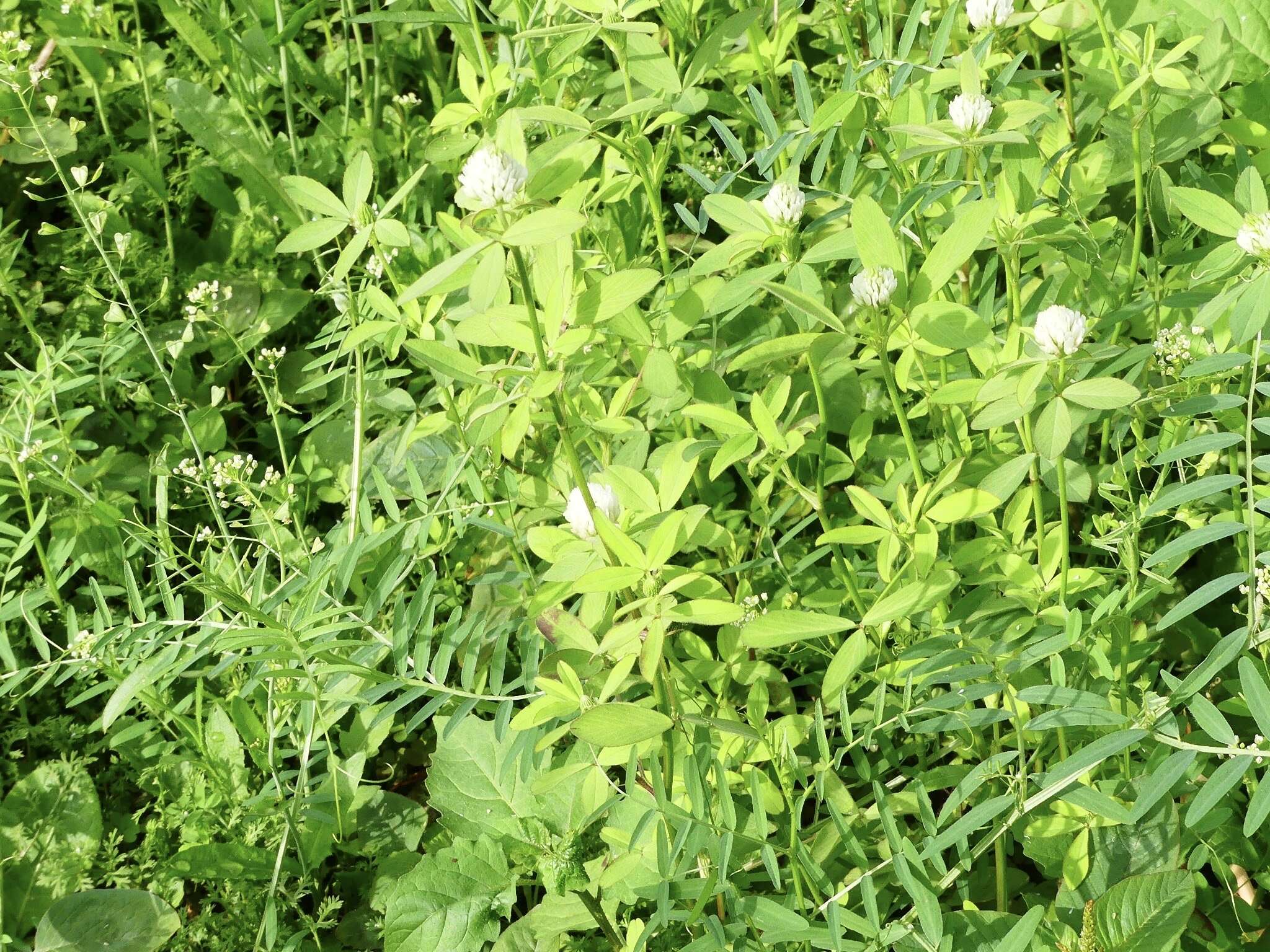 Image of Egyptian clover