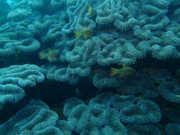 Image of Blue-eye cardinalfish