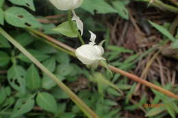 Image of Disperis fanniniae Harv.