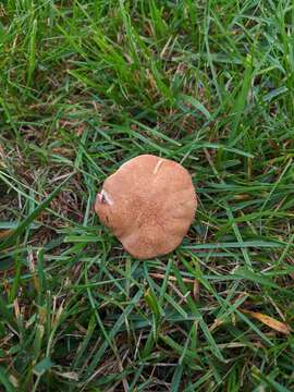 Polyporus radicatus Schwein. 1832 resmi