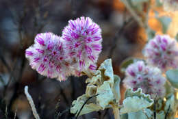 Image of Ptilotus rotundifolius (F. Müll.) F. Müll.