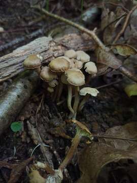 Camarophyllopsis schulzeri (Bres.) Herink 1958 resmi