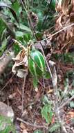 Image of Japanese snake gourd