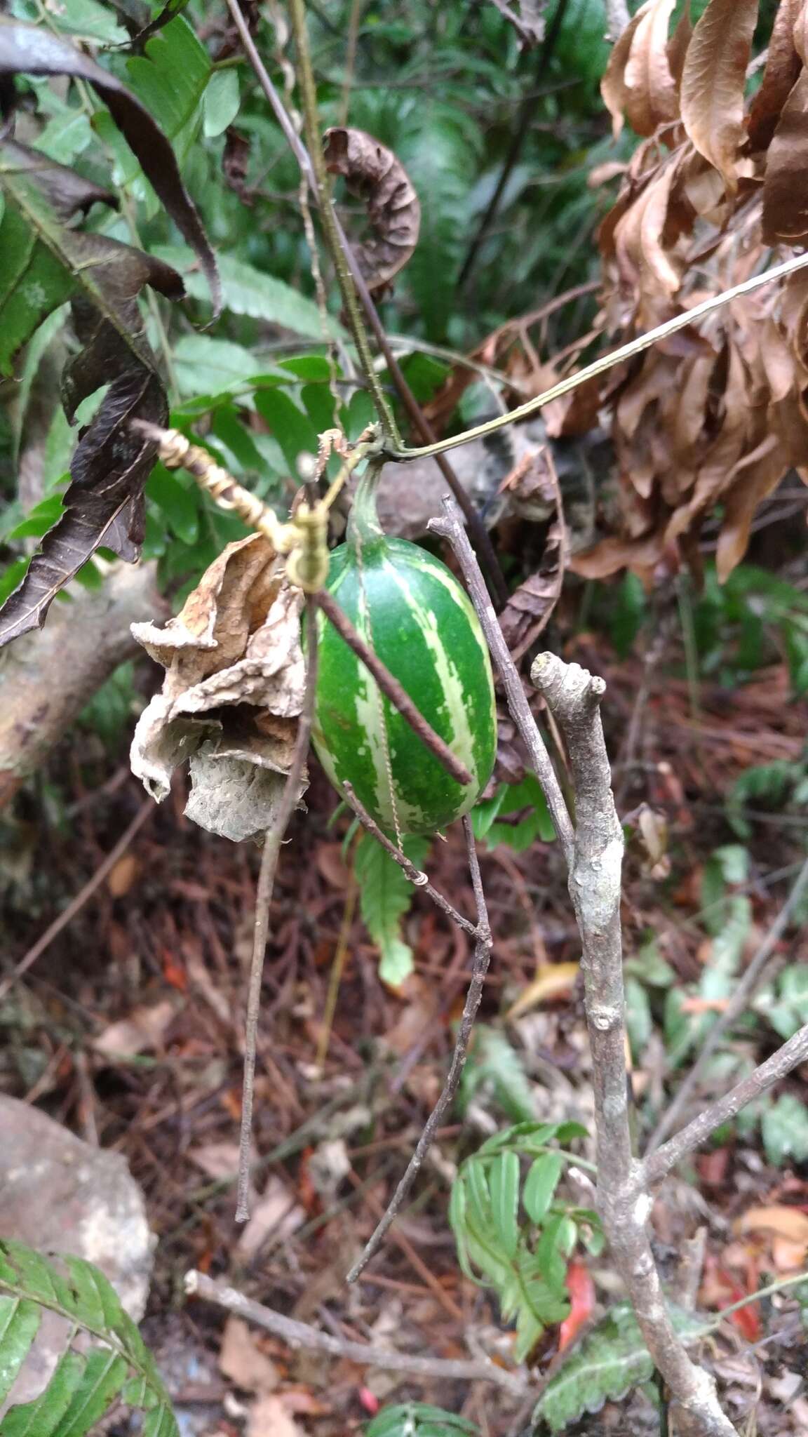 Image of Trichosanthes cucumeroides (Ser.) Maxim.