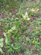 Image of American spurred gentian