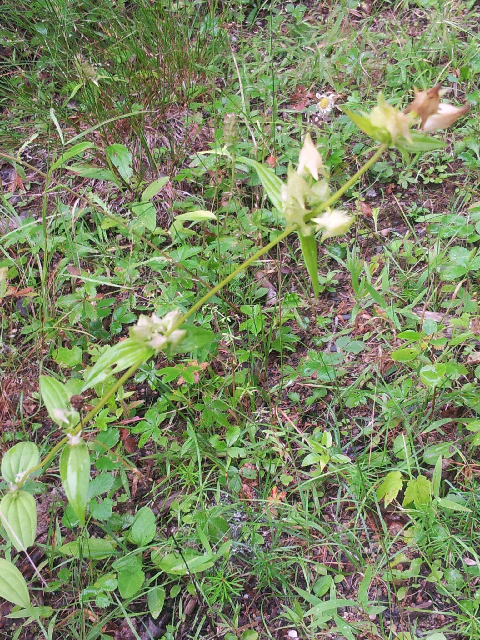 Image of American spurred gentian