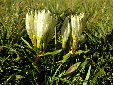 Image of arctic gentian