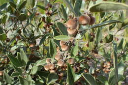 Image of Euclea polyandra (L. fil.) E. Mey. ex Hiern