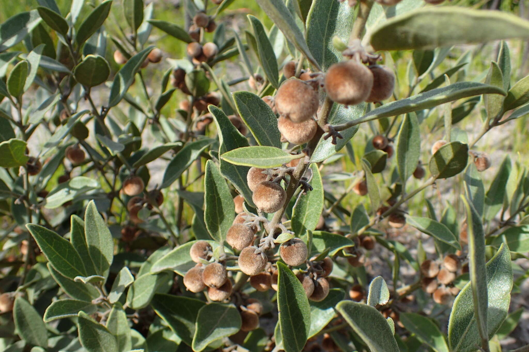 Image of Euclea polyandra (L. fil.) E. Mey. ex Hiern