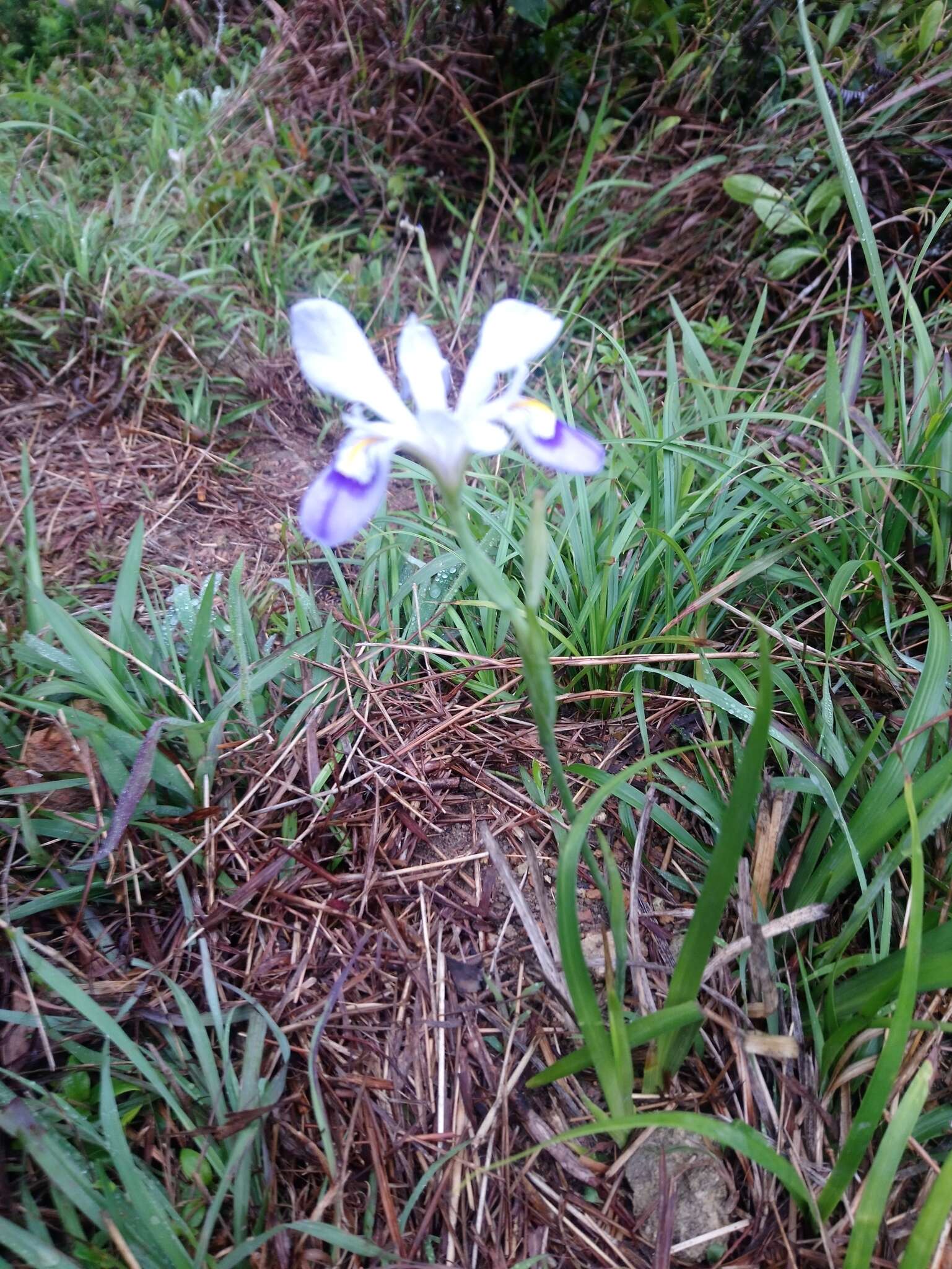 Image of Iris speculatrix Hance