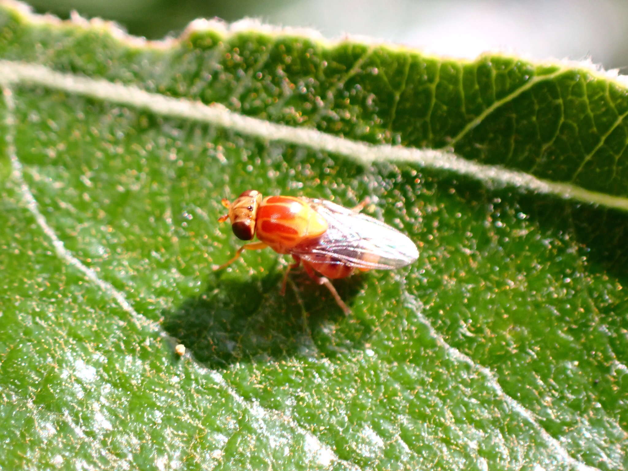 Image of Thaumatomyia rubida (Coquillett 1898)