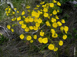 Image of Calceolaria valdiviana Phil.