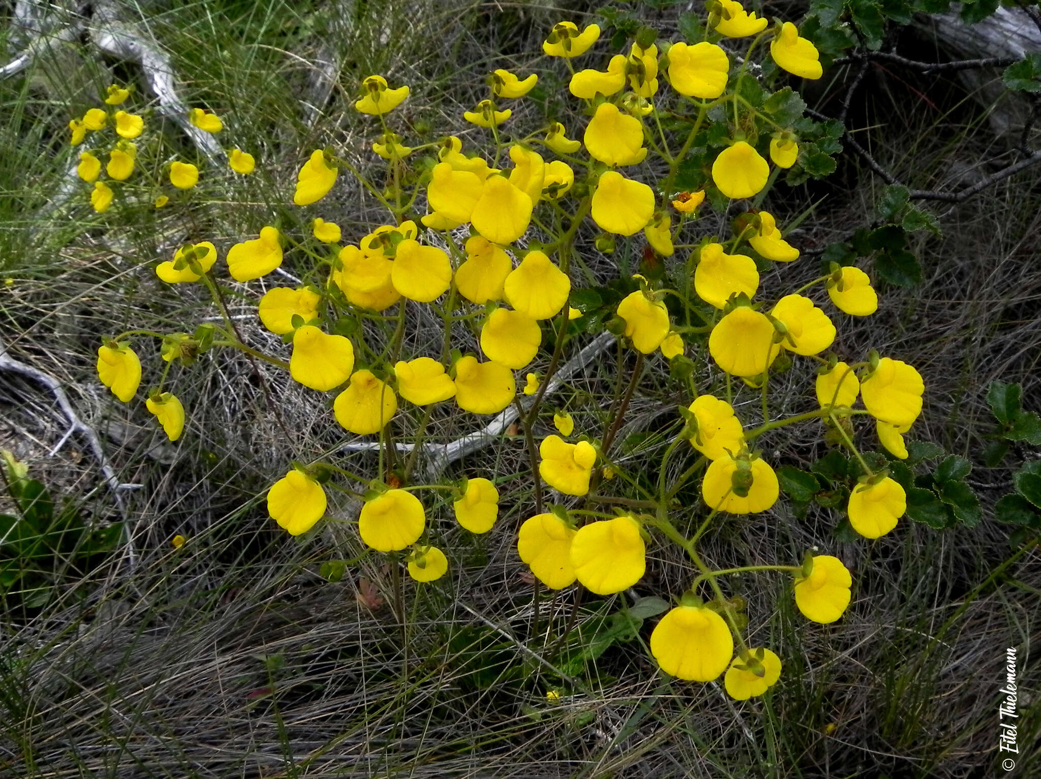 Image of Calceolaria valdiviana Phil.