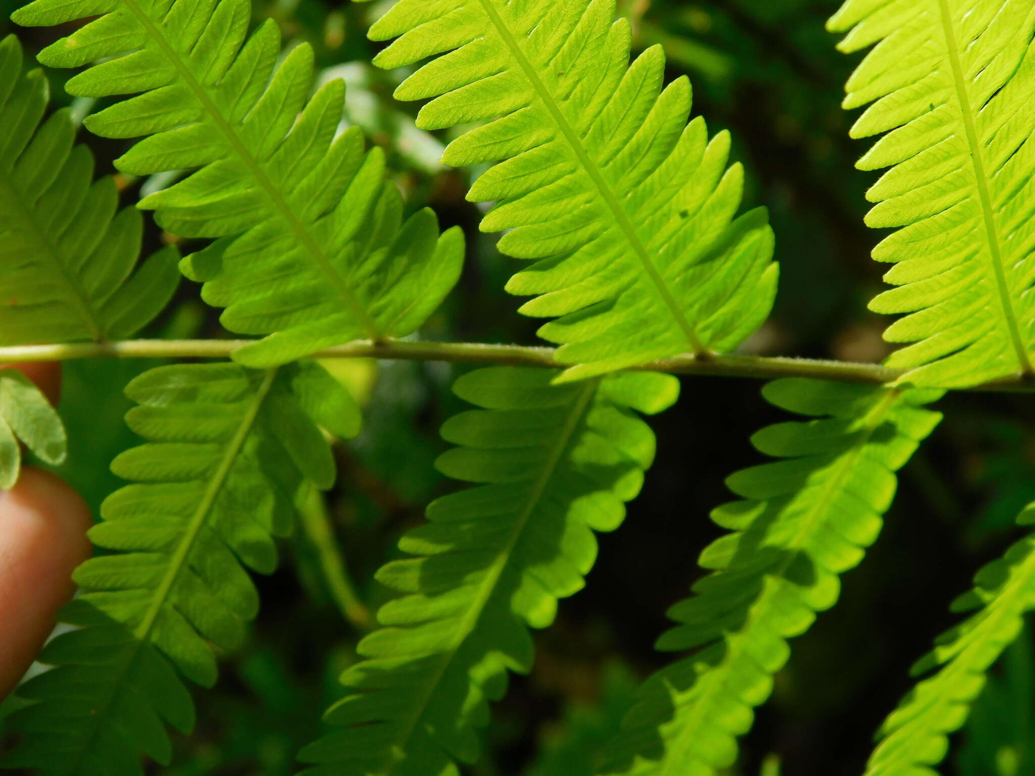 Image of Amblovenatum immersum (Blume) Mazumdar