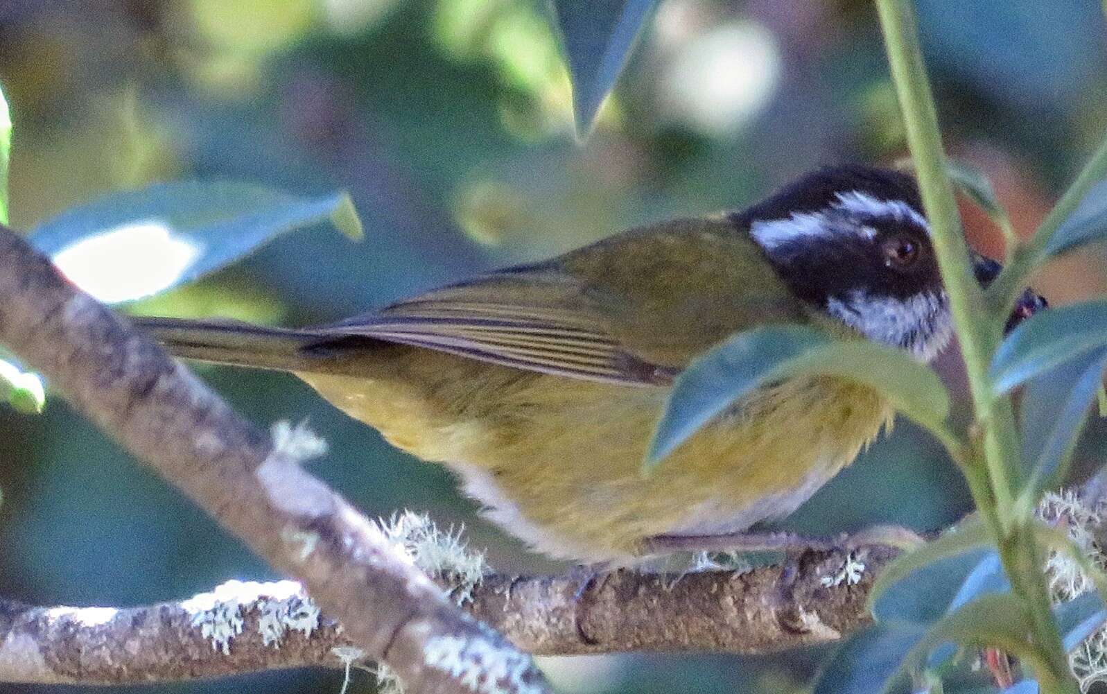 Image of Sooty-capped Bush Tanager