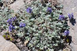 Image of Lupinus sellulus var. lobbii (S. Watson) B. J. Cox