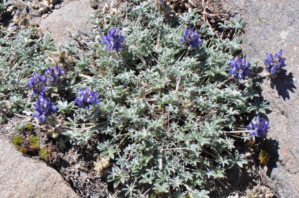 Imagem de Lupinus sellulus var. lobbii (S. Watson) B. J. Cox