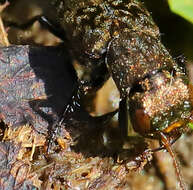 Image of Ontholestes murinus (Linnaeus 1758)