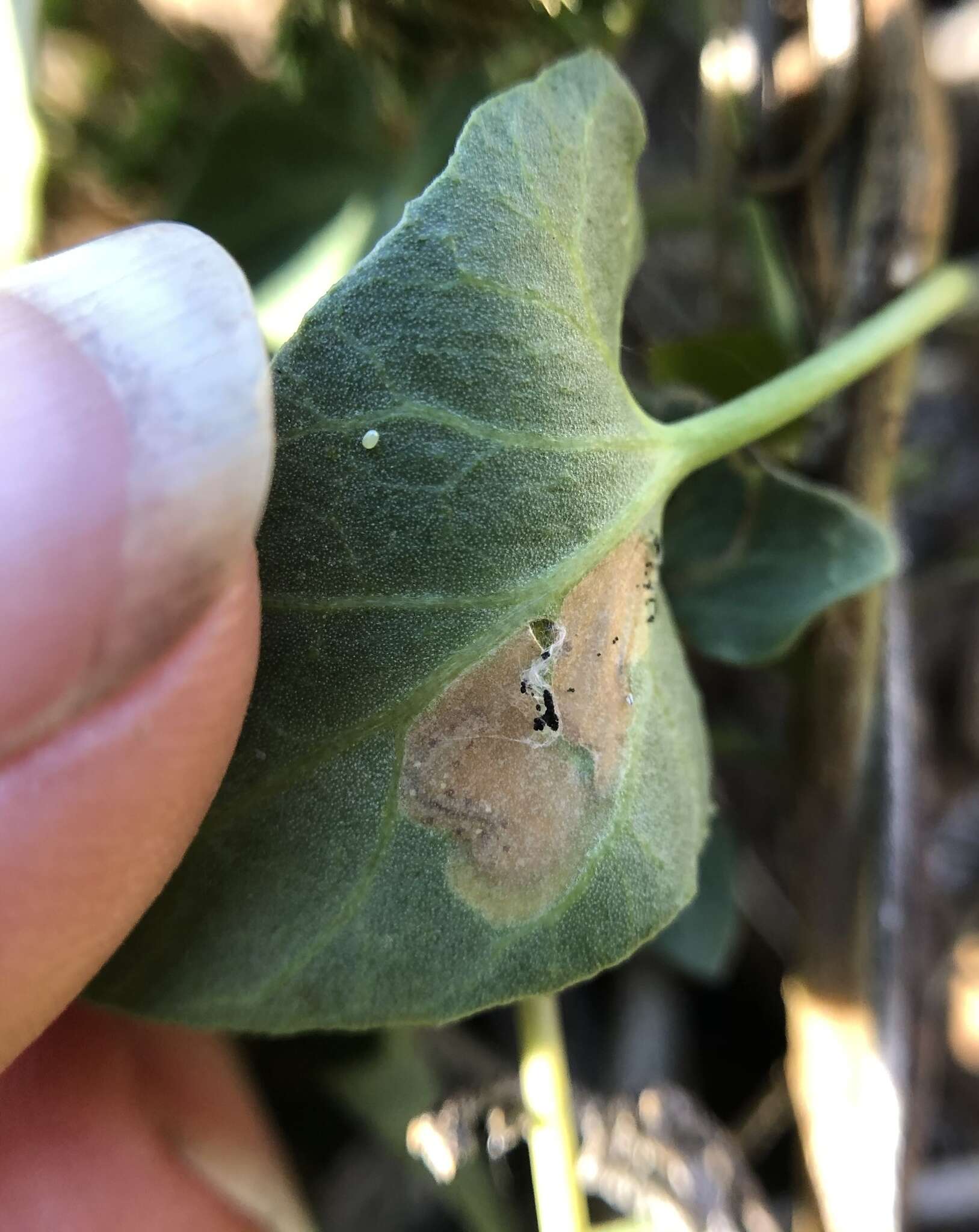 Image of convolvulus leafminer