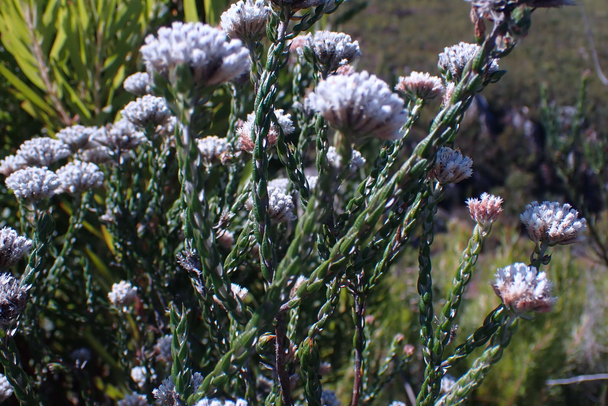 Image of Pretty Blombush