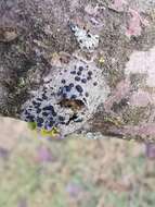 Image of lecidella lichen