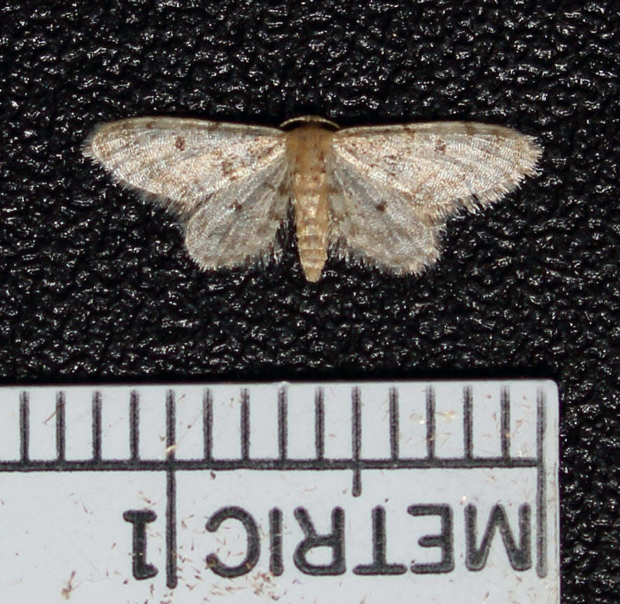 Image de Idaea bonifata Hulst 1887