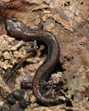 Image of Big Levels Salamander