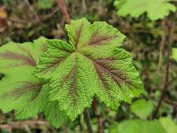 Sivun Rubus alceifolius Poir. kuva