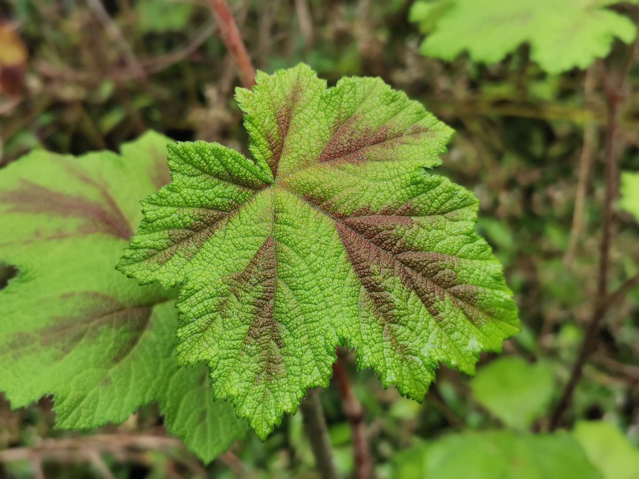 Слика од Rubus alceifolius Poir.