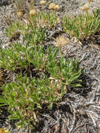 Image of stemless mock goldenweed