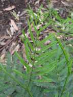 Image of South Wales wattle