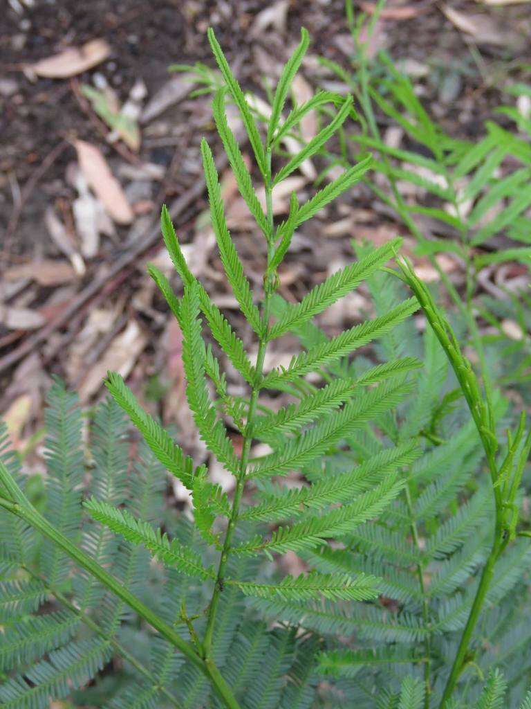 Acacia parramattensis Tindale的圖片