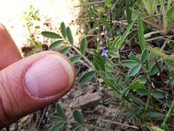 Imagem de Asperula arvensis L.