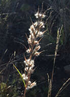 Plancia ëd Cymbopogon bombycinus (R. Br.) Domin