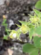 Image of Potentilla brachypetala Fisch. & Mey. ex Lehm.