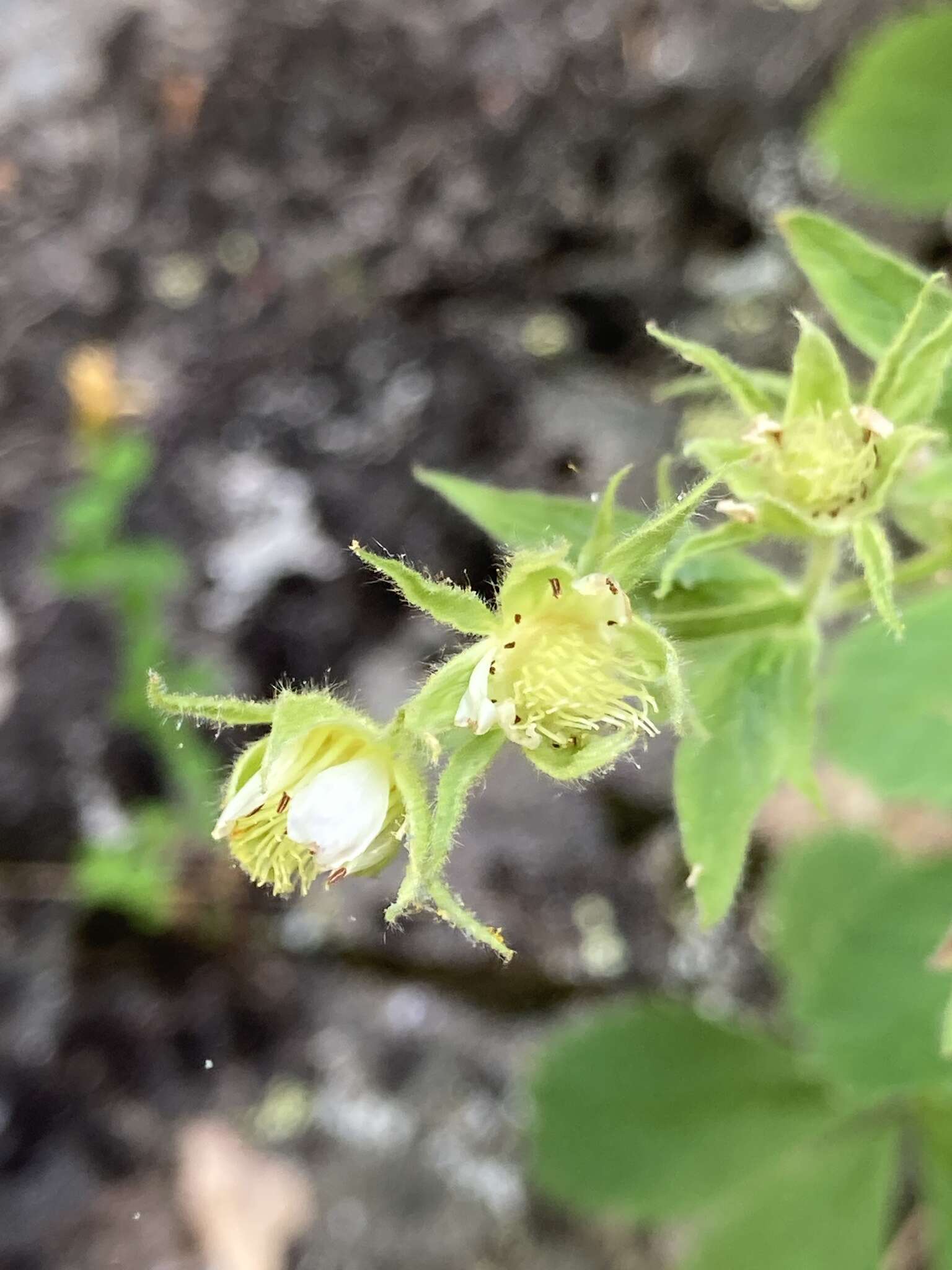 Image of Potentilla brachypetala Fisch. & Mey. ex Lehm.