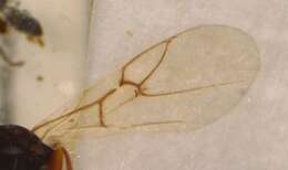 Imagem de Aulacidea subterminalis Niblett 1946